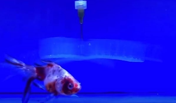 1486612503_91709_w_700